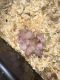 Hamster Rodents for sale in Dover, DE, USA. price: $20