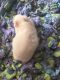 Hamster Rodents for sale in New Bedford, MA, USA. price: $10