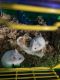 Hamster Rodents for sale in Long Beach, CA, USA. price: $75