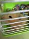 Hamster Rodents for sale in Winter Park, FL, USA. price: NA