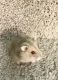 Hamster Rodents for sale in Nokomis, FL 34275, USA. price: NA