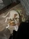 Hanover Hound Puppies for sale in Clarksville, VA 23927, USA. price: NA