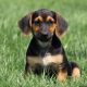 Hanover Hound Puppies for sale in Clinton, TN 37716, USA. price: NA