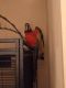 Harlequin Macaw Birds for sale in Barboursville, WV, USA. price: $600