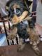 Harrier Puppies for sale in Port Orford, OR 97465, USA. price: NA