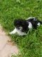 Havanese Puppies for sale in Coral Gables, FL, USA. price: $500