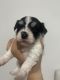 Havanese Puppies for sale in Miami, FL, USA. price: $1,600