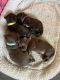 Chocolate Havenese puppies for sale