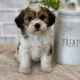 Havanese Puppies for sale in Denver, CO, USA. price: NA