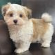 Havanese Puppies for sale in San Antonio, TX, USA. price: NA