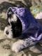 Havanese Puppies for sale in Edgewater, FL, USA. price: NA