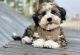 Havanese Puppies for sale in Dallas, TX, USA. price: $600