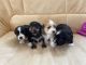 Havanese Puppies for sale in Miami, FL, USA. price: $800