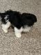 Havanese Puppies for sale in 7730 Centennial Dr, Memphis, TN 38125, USA. price: NA