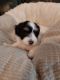 Havanese Puppies for sale in Parker, CO, USA. price: $1,500