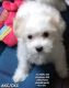 Havanese Puppies for sale in Macon, GA, USA. price: $1,000