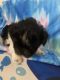 Havanese Puppies for sale in Wichita, KS, USA. price: $500