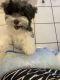 Havanese Puppies for sale in Miami, FL, USA. price: $1,450