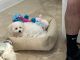 Havanese Puppies for sale in Ft. Lauderdale, Florida. price: $1,350