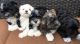 Havanese Puppies for sale in Memphis, Tennessee. price: $400
