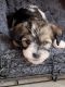 Havanese Puppies for sale in Clementon, NJ 08021, USA. price: $1,500