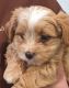 Havanese Puppies for sale in Bellingham, WA, USA. price: $2,900