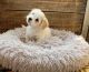 Havanese Puppies for sale in Ocala, Florida. price: $1,500