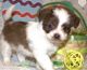 Havanese Puppies for sale in Cassville, Missouri. price: $600