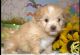 Havanese Puppies for sale in Cassville, Missouri. price: NA