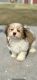 Havanese Puppies for sale in Whiteland, Indiana. price: $2,000