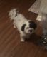 Havanese Puppies for sale in St. Charles, Missouri. price: $1,000