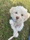 Havanese Puppies for sale in Minneola, Florida. price: $1,500