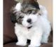 Havanese Puppies for sale in Denver, CO, USA. price: NA