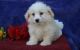 Havanese Puppies for sale in Colorado Springs, CO, USA. price: NA