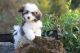 Havanese Puppies for sale in Dallas, TX, USA. price: NA