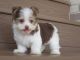 Havanese Puppies for sale in Atlanta, GA, USA. price: NA