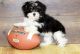 Havanese Puppies for sale in Duluth, GA, USA. price: $500