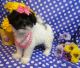 Havanese Puppies for sale in Scottdale, GA, USA. price: $500