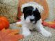 Havanese Puppies for sale in Miami, FL 33101, USA. price: $320