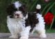 Havanese Puppies for sale in Dallas, TX, USA. price: $350