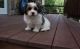 Havanese Puppies for sale in Irving, TX, USA. price: $500