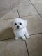 Havanese Puppies for sale in McKinney, TX, USA. price: $3,800