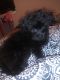 Havanese Puppies for sale in 1549 Murray Dr, Garland, TX 75042, USA. price: $2,000