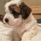 Havanese Puppies for sale in Bandera, TX 78003, USA. price: NA