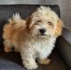 Havanese Puppies for sale in Duncanville, TX, USA. price: NA