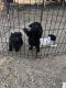 Havapoo Puppies for sale in Crystal City, TX 78839, USA. price: $350