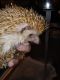 Hedgehog Needs rehomed this weekend