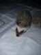 Hedgehog Animals for sale in Waterford Twp, MI, USA. price: NA