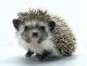 Reputable Breeder - Hedgehogs for Sale