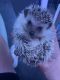 Rehoming baby male hedgehog